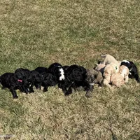 Parker (Purple collar), a female Bernedoodle for sale in Bardstown, KY – Photo 8 of 10