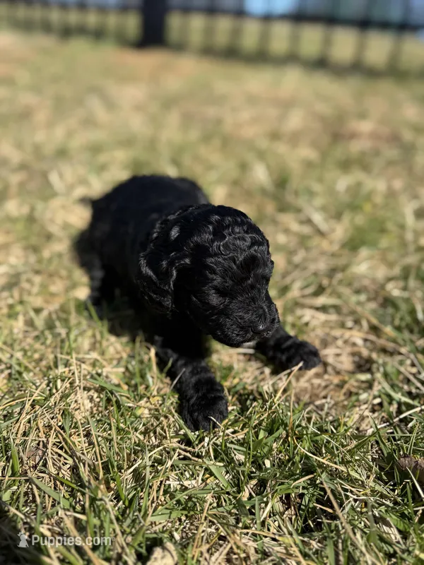 Parker (Purple collar)