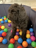 Parker (Purple collar), a female Bernedoodle for sale in Bardstown, KY – Photo 4 of 10