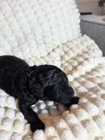 Parker (Purple collar), a female Bernedoodle for sale in Bardstown, KY – Photo 3 of 9