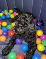 Parker (Purple collar), a female Bernedoodle for sale in Bardstown, KY – Photo 5 of 10
