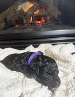 Parker (Purple collar), a female Bernedoodle for sale in Bardstown, KY – Photo 2 of 9