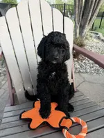 Parker (Purple collar), a female Bernedoodle for sale in Bardstown, KY – Photo 10 of 10