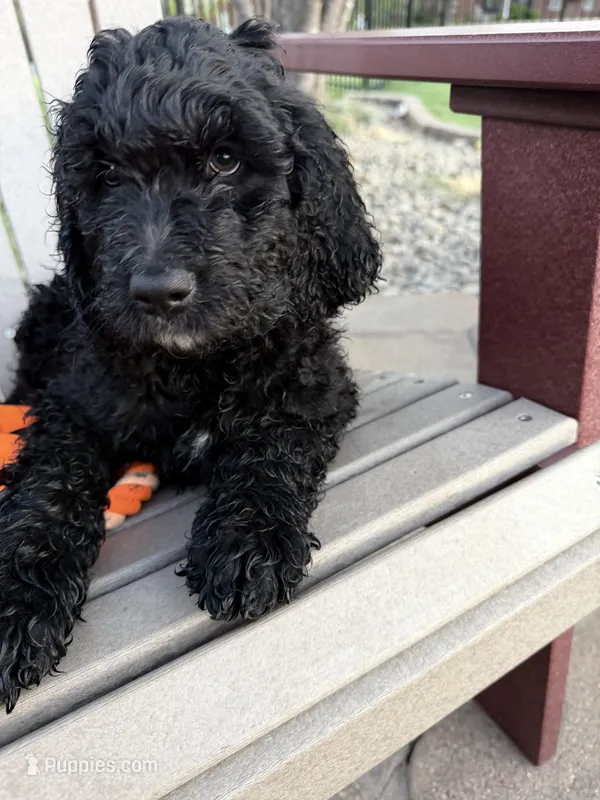 Parker (Purple collar) – Bernedoodle puppy for sale in Bardstown, KY