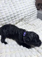Parker (Purple collar), a female Bernedoodle for sale in Bardstown, KY – Photo 5 of 9