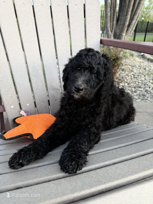 Pippi (Pink Collar) – Bernedoodle puppy for sale in Bardstown, KY