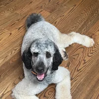 Pippi (Pink Collar), a female Bernedoodle for sale in Bardstown, KY – Photo 5 of 8