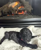 Pippi (Pink Collar), a female Bernedoodle for sale in Bardstown, KY – Photo 1 of 7
