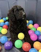 Pippi (Pink Collar), a female Bernedoodle for sale in Bardstown, KY – Photo 8 of 8
