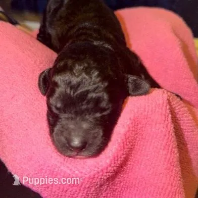 Pink, a female Bernedoodle for sale in Bardstown, KY – Photo 2 of 7