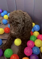 Pippi (Pink Collar), a female Bernedoodle for sale in Bardstown, KY – Photo 7 of 8