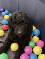 Pippi (Pink Collar), a female Bernedoodle for sale in Bardstown, KY – Photo 1 of 8
