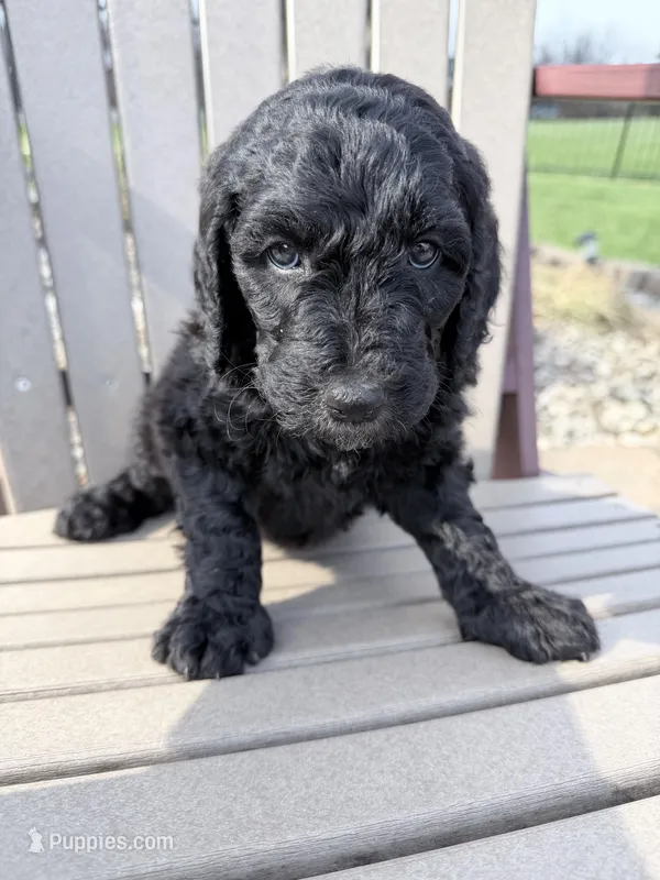 Pippi (Pink Collar) – Bernedoodle puppy for sale in Bardstown, KY