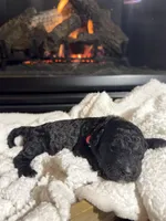 Pippi (Pink Collar), a female Bernedoodle for sale in Bardstown, KY – Photo 2 of 7