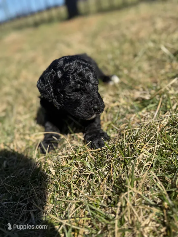 Jersey (Yellow collar)