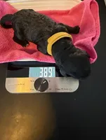 Yellow, a female Bernedoodle for sale in Bardstown, KY – Photo 2 of 6