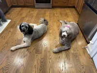 Yellow, a female Bernedoodle for sale in Bardstown, KY – Photo 3 of 6