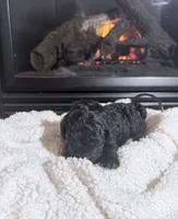 Jersey (Yellow collar), a female Bernedoodle for sale in Bardstown, KY – Photo 2 of 6