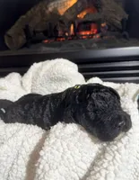 Jersey (Yellow collar), a female Bernedoodle for sale in Bardstown, KY – Photo 1 of 6