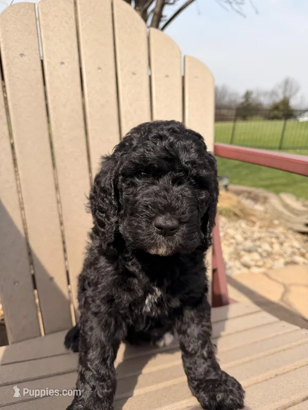 Jersey (Yellow collar) – Bernedoodle puppy for sale in Bardstown, KY