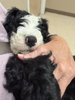 Mushu, a male Bernedoodle for sale in Bardstown, KY – Photo 2 of 6