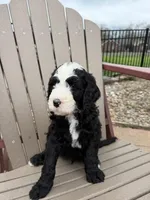 Mushu, a male Bernedoodle for sale in Bardstown, KY – Photo 1 of 6