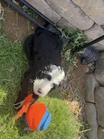 Mushu, a male Bernedoodle for sale in Bardstown, KY – Photo 6 of 6