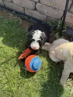 Mushu, a male Bernedoodle for sale in Bardstown, KY – Photo 4 of 6