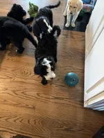 Mushu, a male Bernedoodle for sale in Bardstown, KY – Photo 3 of 6