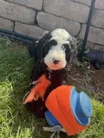 Mushu, a male Bernedoodle for sale in Bardstown, KY – Photo 5 of 6