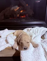 Lulu (Lime Collar), a female Bernedoodle for sale in Bardstown, KY – Photo 1 of 7