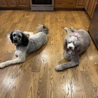 Lulu (Lime Collar), a female Bernedoodle for sale in Bardstown, KY – Photo 6 of 6