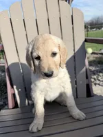 Lulu (Lime Collar), a female Bernedoodle for sale in Bardstown, KY – Photo 3 of 6