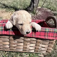 Lulu (Lime Collar), a female Bernedoodle for sale in Bardstown, KY – Photo 4 of 6