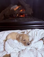 Lulu (Lime Collar), a female Bernedoodle for sale in Bardstown, KY – Photo 2 of 7
