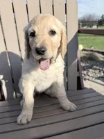 Lulu (Lime Collar), a female Bernedoodle for sale in Bardstown, KY – Photo 5 of 6