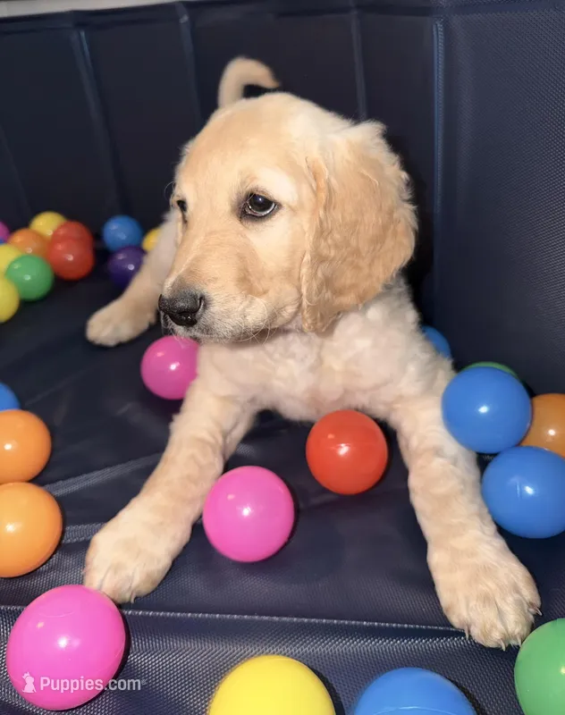 Lulu (Lime Collar) – Bernedoodle puppy for sale in Bardstown, KY