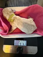 Lime, a female Bernedoodle for sale in Bardstown, KY – Photo 2 of 6