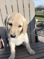 Lulu (Lime Collar), a female Bernedoodle for sale in Bardstown, KY – Photo 2 of 6