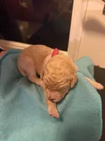 Red, a male Bernedoodle for sale in Bardstown, KY – Photo 1 of 6