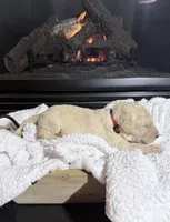 Ryder (Red collar), a male Bernedoodle for sale in Bardstown, KY – Photo 2 of 8