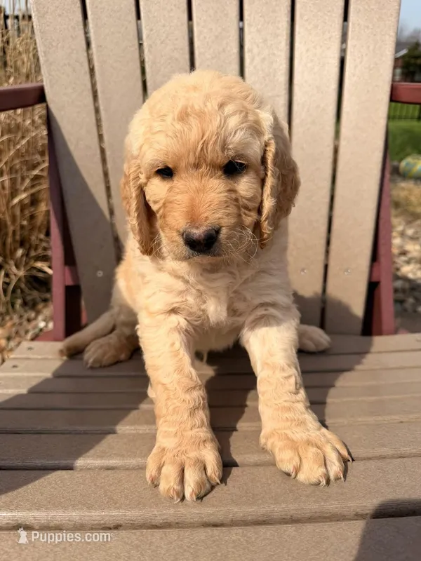 Ryder (Red collar) – Bernedoodle puppy for sale in Bardstown, KY