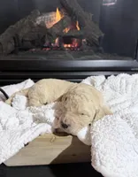 Ryder (Red collar), a male Bernedoodle for sale in Bardstown, KY – Photo 1 of 8