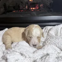 Dolly (Orange collar), a female Bernedoodle for sale in Bardstown, KY – Photo 2 of 8