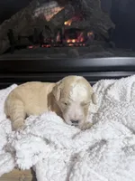 Dolly (Orange collar), a female Bernedoodle for sale in Bardstown, KY – Photo 2 of 8
