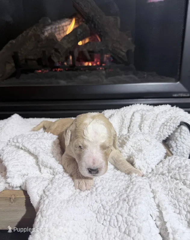 Dolly (Orange collar)