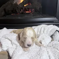Dolly (Orange collar), a female Bernedoodle for sale in Bardstown, KY – Photo 1 of 8
