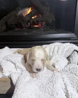 Dolly (Orange collar), a female Bernedoodle for sale in Bardstown, KY – Photo 1 of 8