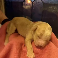 Dolly (Orange collar), a female Bernedoodle for sale in Bardstown, KY – Photo 3 of 8