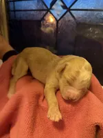 Dolly (Orange collar), a female Bernedoodle for sale in Bardstown, KY – Photo 3 of 8